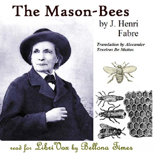 File:Mason bees 1312.jpg