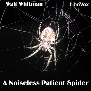 File:Noiseless Patient Spider 1108.jpg