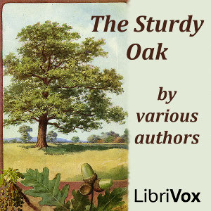 File:Sturdy oak 1112.jpg